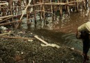Le foto della raccolta delle cozze nella baia di Giacarta