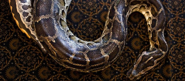 JAKARTA, INDONESIA &#8211; OCTOBER 27: A python lays on the bed at Bali Heritage Reflexology and Spa rooms on October 27, 2013 in Jakarta, Indonesia. The snake spa offers a unique massage treatment which involves having several pythons placed on the customers body. The movement of the snakes and the adrenaline triggered by fear is said to have a positive impact on the customers metabolism. (Photo by Ulet Ifansasti/Getty Images)
