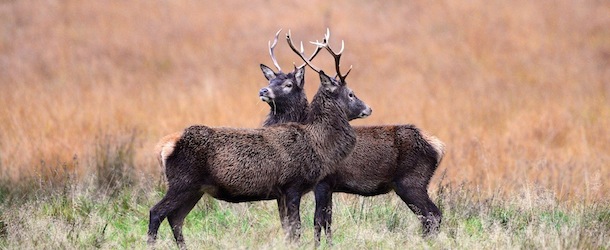 I cervi rossi nella stagione dell’amore