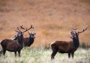Cervi scozzesi