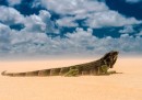 Iguana