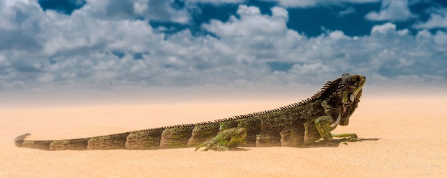 NATAL, BRAZIL - NOVEMBER 14: An iguana, a genus of reptiles characteristic of tropical areas of northeastern Brazil, walks in Golden Dunes on November 14, 2013 in Natal, Brazil. (Photo by Buda Mendes/Getty Images,)