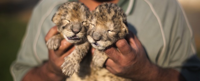 Two-day-old lion cubs Fajr and Sjel are seen at a zoo in the northern Gaza Strip town of Beit Lahia, on November 19, 2013 . The cubs' mother and father were smuggled into the Gaza Strip from Egypt four years ago to live in a Hamas-run public zoo. It is the first time in years that cubs are born in the Palestinian coastal enclave. AFP PHOTO/MOHAMMED ABED (Photo credit should read MOHAMMED ABED/AFP/Getty Images)