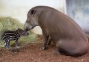 Tapiro