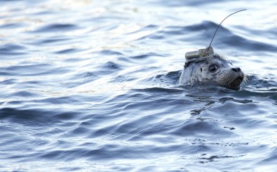 Foche trasmettitori satellitari Vancouver