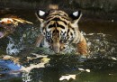 Tigri di Sumatra