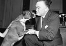 Hoover e il boxer