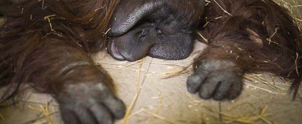 Joey, a 17-year old male orangutan, Pongo pygmaeus, rests tranquillized in its enclosure after an examination in Nyiregyhaza Animal Park in Nyiregyhaza, 226 kms east of Budapest, Hungary, Wednesday, Nov. 13, 2013. In line with the European Endangered Species Breeding Program, EEP, of the Federation of European Zoos Joey is due to move to Menagerie du Jardin des Plantes, a zoo in Paris, to establish a family in the French capital, and before the journey the ape undergoes a thorough medical examination carried out by a veterinary of the French zoo and his local colleagues. (AP Photo/MTI, Attila Balazs)