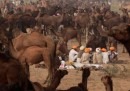 I cammelli di Pushkar