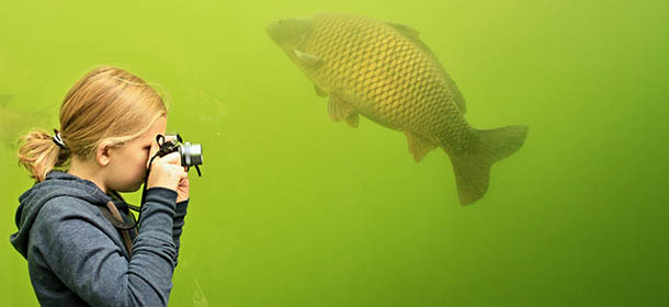 A girl takes a photo of a fish through the transparent walls of a tunnel in a lake in Madra, 70 km southeast from Brno, South Moravia, Czech Republic on September 30, 2013. The tunnel, which is located at a depth of three meters, measuring eight meters in length from which one can observe sturgeon, carp, catfish, perch, tench, eell and trout.
AFP PHOTO/ RADEK MICA (Photo credit should read RADEK MICA/AFP/Getty Images)
