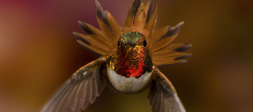 Categoria Natura (Scott Bechtel/National Geographic Photo Contest)