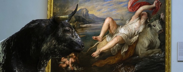 MADRID, SPAIN - NOVEMBER 19: A stuffed bull stands beside Peter Paul Rubens' 'The Rape of Europa' painting at the Prado museum on November 19, 2013 in Madrid, Spain. Spanish artist Miguel Angel Blanco has put together an exhibition of stuffed animals and birds from the Natural History museum and placed them in the Prado. The Prado museum was originally the Natural History museum of the Spanish Royal family.(Photo by Denis Doyle/Getty Images)
