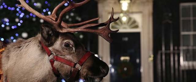 LONDON, ENGLAND - DECEMBER 17: A reindeer lines up outside 10 Downing Street as a party is hosted for sick children on December 17, 2012 in London, England. (Photo by Peter Macdiarmid/Getty Images)