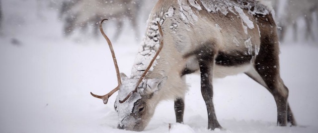 AVIEMORE, SCOTLAND - DECEMBER 23: Reindeer from the Cairngorm Reindeer Herd walk through heavy snow on December 23, 2013 in Aviemore, Scotland. Reindeer were introduced to Scotland in 1952 by Swedish Sami reindeer herder, Mikel Utsi. Starting with just a few reindeer, the herd has now grown in numbers over the years and is currently at about 130 by controlling the breeding. The herd rages on 2,500 hectares of hill ground between 450 and 1,309 meters and stay above the tree line all year round regardless of the weather conditions. (Photo by Jeff J Mitchell/Getty Images)