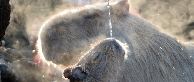 Capybaras bathe in the hot spring water at the Saitama Children's zoo in Higashi Matsuyama city, Saitama prefecture on December 25, 2013. 13 capybaras in the zoo, originally from South America, enjoyed the hot spring water. TOPSHOTS AFP PHOTO / TOSHIFUMI KITAMURA (Photo credit should read TOSHIFUMI KITAMURA/AFP/Getty Images)