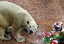 Il compleanno del primo orso polare nato nei Tropici
