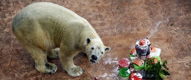 Inuka, the first polar bear born in the tropics eats his birthday cake in his enclosure at the Singapore Zoo, Thursday, Dec. 26, 2013 in Sinagpore. Inuka celebrated his 23rd birthday with a cake made up of ice blocks embedded with a mixture of salmon, apples, berries, whipped cream and a stalk of mulberry leaves.(AP Photo/Wong Maye-E)
