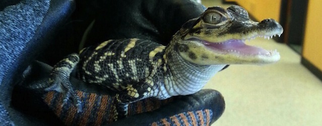 In this Dec. 5, 2013 photo provided by Pawsitive Pet Care is a baby alligator at their veterinary center in Waterloo, Iowa. Animal control officials say a resident bought the alligator after spotting an online advertisement but later learned Iowa law doesn't allow people to keep alligators or other exotic animals. The alligator acquired the name Chompey during a short stay at a pet care center before being quarantined in Des Moines while officials seek a permanent home at a sanctuary in a warmer climate. (AP Photo/Pawsitive Pet Care)
