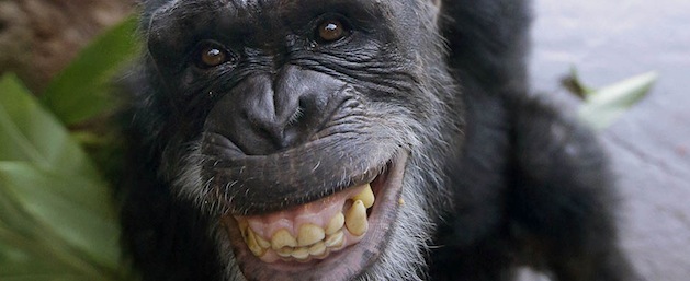 Uno scimpanzè allo zoo di Houston (AP Photo/David J. Phillip)