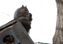 La storia degli scoiattoli di New York