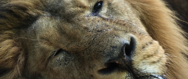 Un leone nello zoo di Francoforte, Germania (BORIS ROESSLER/AFP/Getty Images)