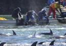 La caccia annuale dei delfini di Taiji