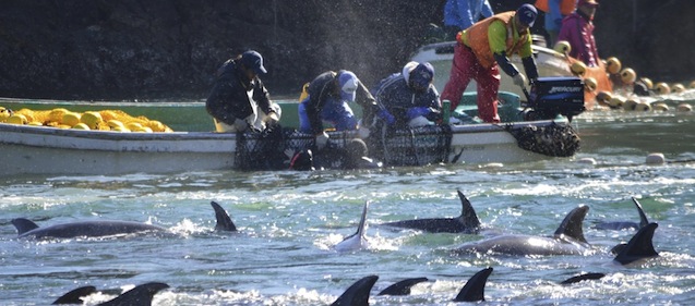 La caccia annuale dei delfini di Taiji - Il Post