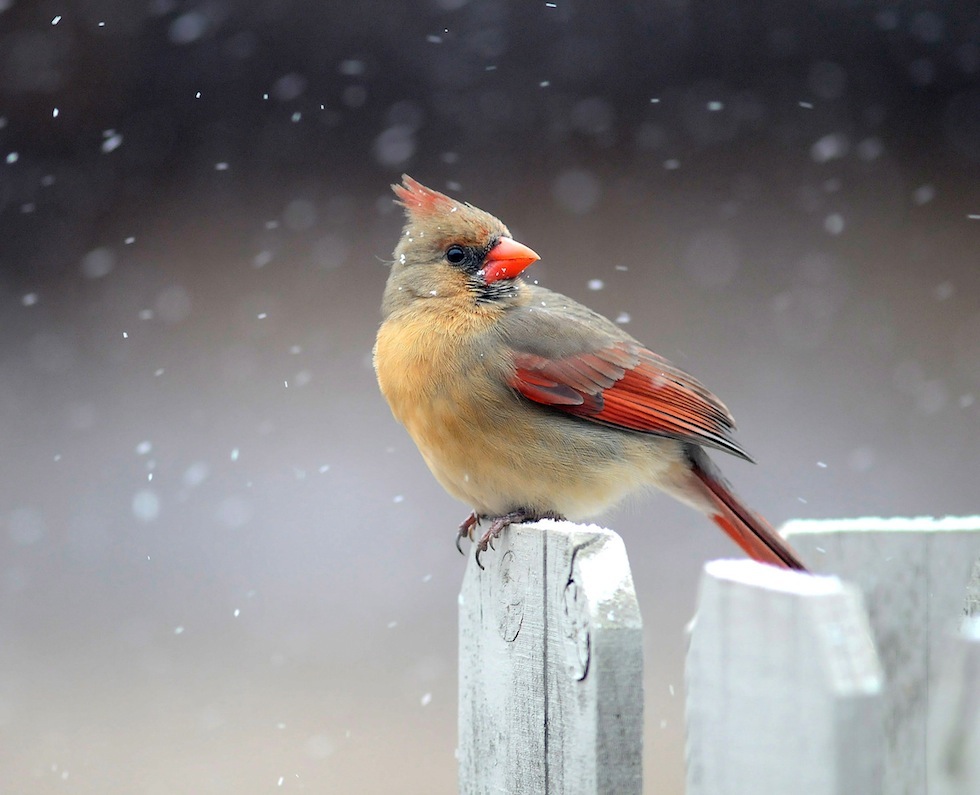 Mercoledì 29 gennaio