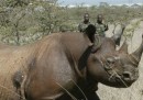 Uccidere rinoceronti per salvare rinoceronti