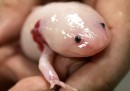 L'axolotl si è estinto?