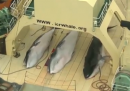Il video delle balene uccise su una nave giapponese