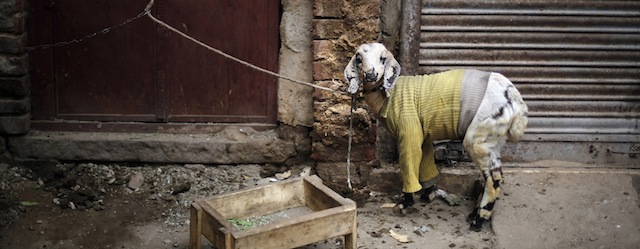 A goat, wearing a sweater, stands tied to a door on a cold morning in New Delhi, India, Wednesday, Jan. 15, 2014. (AP Photo/Altaf Qadri)