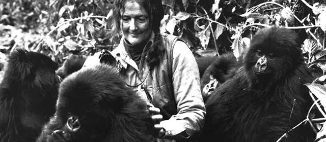 Dian Fossey in Ruanda nel 1982 (AP/dapd)