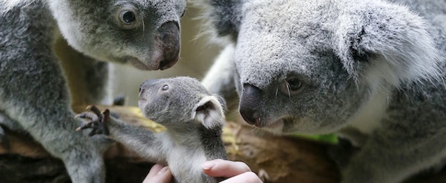 (AP Photo/Frank Augstein)