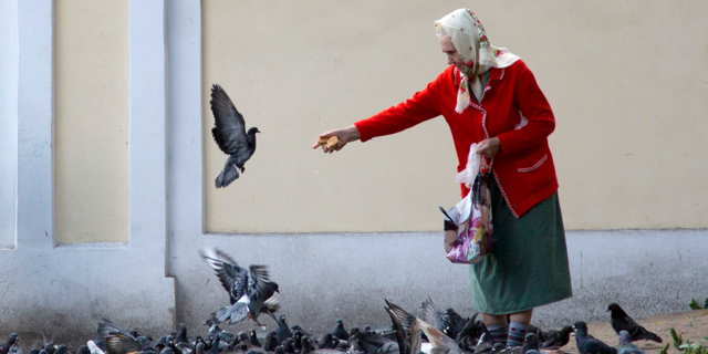 A woman feeds pigeons near the Alexander Nevsky Monastery in St. Petersburg, Russia on Tuesday Sept. 3, 2013. The Alexander Nevsky Monastery complex, which is currently under renovation, is home to some of the oldest buildings in the city. The complex also has two cemeteries which contain the graves of some of the giants of Russian culture, including Tchaikovsky, Dostoevsky, and Glinka. (AP Photo/Virginia Mayo)