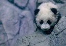 Le foto di Bao Bao, il cucciolo di panda di Washington