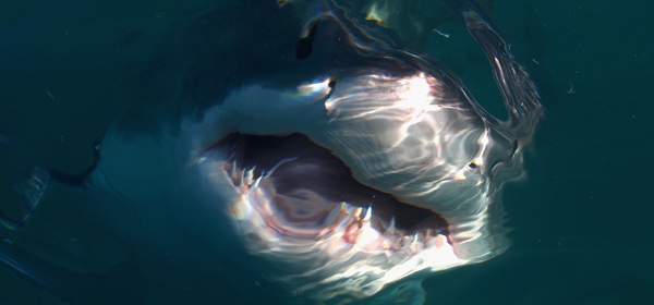 GANSBAAI, SOUTH AFRICA - JULY 08: A Great White Shark swims in Shark Alley near Dyer Island on July 8, 2010 in Gansbaai, South Africa. (Photo by Ryan Pierse/Getty Images)