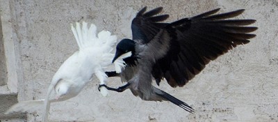 vaticano-colombe