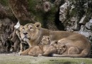I piccoli di leone nello zoo di Besançon