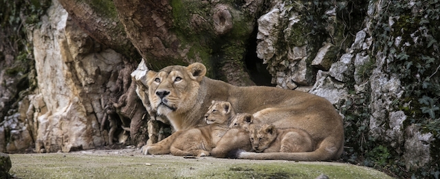 Asiatic lion Shiva, the mother of the three unnamed cubs, sits with her cubs in the Besancon zoo, eastern France, Thursday, Feb. 27, 2014. The Besancon zoo held off announcing the December 31, 2013 births until this week, afraid the two females and a male might not survive. There are about 300 Asiatic lions in the wild all, in an Indian reserve, according to the WWF. It's one of the world's rarest species. (AP Photo/Laurent Cipriani)