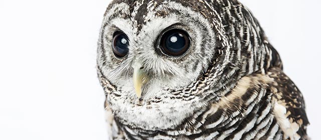 TOKYO, JAPAN - FEBRUARY 23: An owl sits on display at Tori-no Iru Cafe on February 23, 2014 in Tokyo, Japan. Located in Kiba, Tokyo, Tori-no Iru (Birds Cafe) is a cafe where people can get up close and interact with some exotic birds. Japan has an increasing number of pet cafes, where people can enjoy petting some live exotic animals while they eat and drink. (Photo by Keith Tsuji/Getty Images)