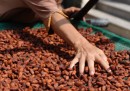 La crisi del cacao