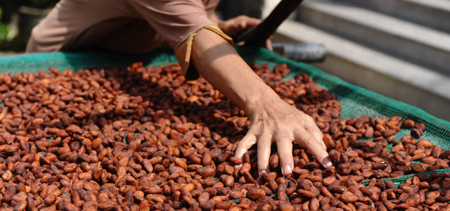 TO GO WITH STORY VIETNAM-COMMODITIES-CHOCOLATE BY CAT BARTON
This picture taken on November 18, 2013 shows cocoa beans drying under sunshine at a farmer's garden growing cocoa trees in Go Cong Tay district, southern province of Tien Giang. From designer jeans to catfish filets, the Made in Vietnam label is found on many low-cost goods the world over -- but on delicious artisan chcolate? Not so much. AFP PHOTO/HOANG DINH Nam (Photo credit should read HOANG DINH NAM/AFP/Getty Images)