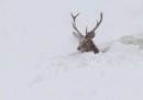 Il cervo sommerso nella neve – foto