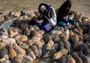 Le foto dell'isola dei conigli in Giappone