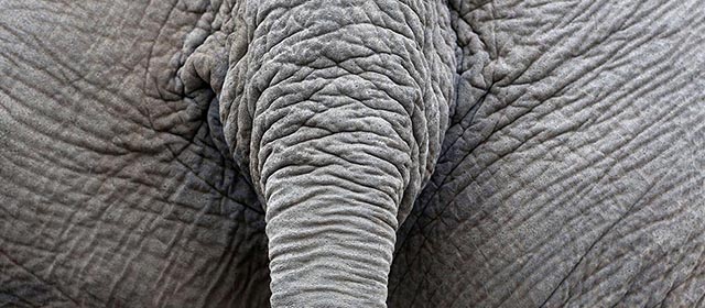 La coda di un elefante nello zoo di Krefeld, Gemania (ROLAND WEIHRAUCH/AFP/Getty Images)