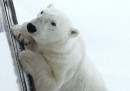 Gli orsi polari su Google Street View