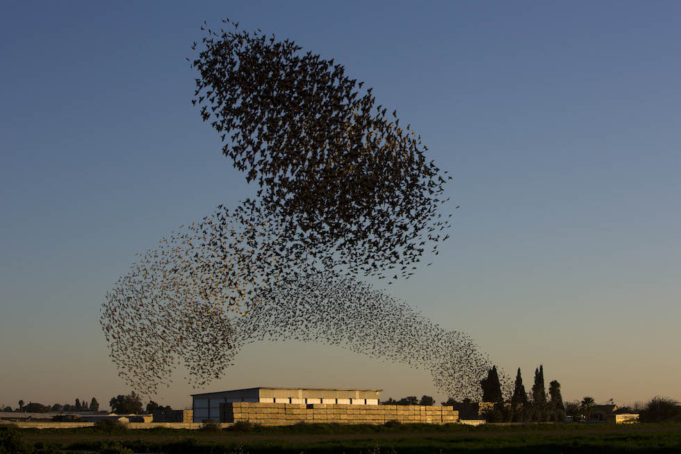 lo-stormo-di-storni-in-israele-foto-il-post