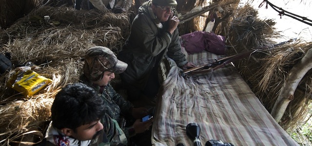 In India si cerca una tigre