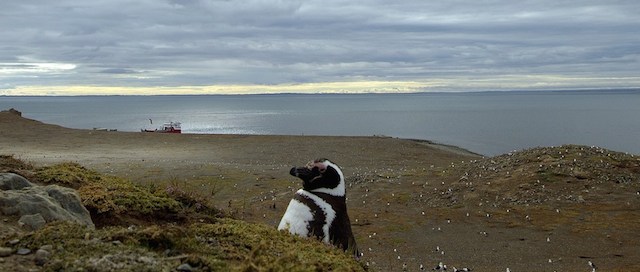 Un pinguino di Magellano (e molti altri sullo sfondo) nell'isola Magdalena, nell'Antartide cilena. 
(VANDERLEI ALMEIDA/AFP/Getty Images)